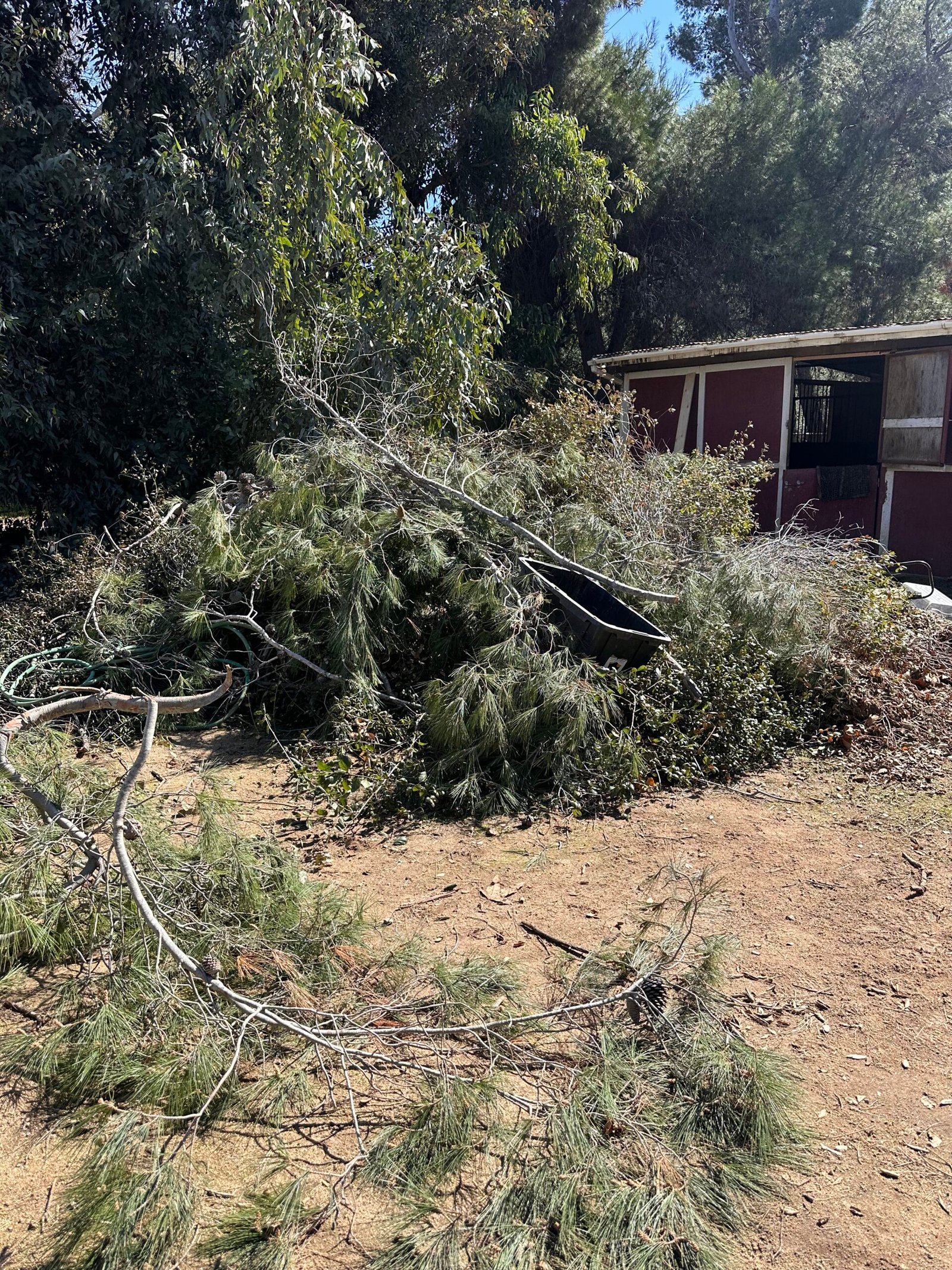 Brush Removal An outdoor scene showing a large fallen tree branch with green needles and smaller twigs scattered on a dirt ground.