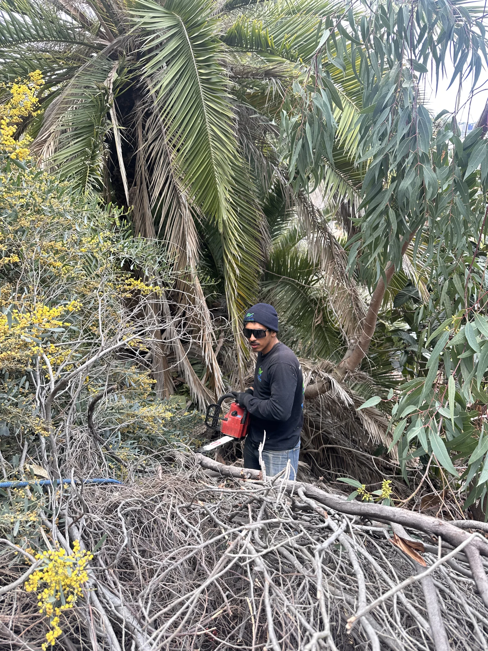 Storm Debris Removal Person using chainsaw in foliage.
