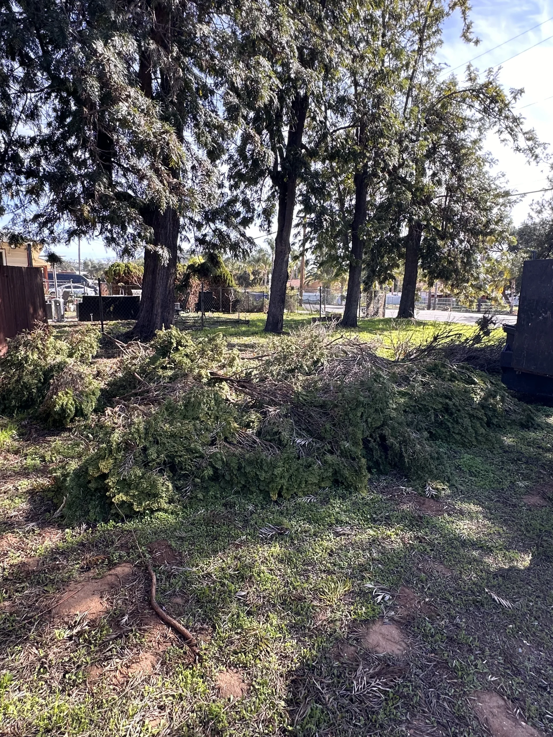 A pile of fallen branches and tangled brush lying on the ground in an outdoor, wooded area. The scene includes dry twigs, scattered leaves, and overhanging trees with a mix of green and yellow foliage. The background shows a hillside with more vegetation and some houses in the distance. The overall impression is of natural debris or a felled tree remains.